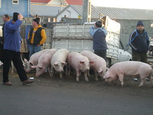 Porci scosi la vânzare la marginea Onestiului