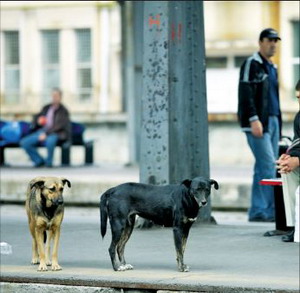 PRIMĂRIA BACĂU, ABATOR DE CÂINI