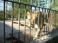 Leoaica de la zoo Buhusi a fost dusa la operatie