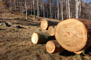 Amenzi de peste 500 de milioane  pentru taieri ilegale de masa lemnoasa