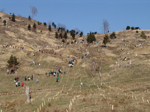 „Caravana verde” a impadurit 5 hectare de teren defrisat la Comanesti