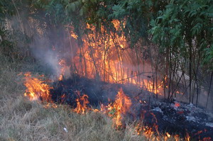 Incendii de vegetatie uscata