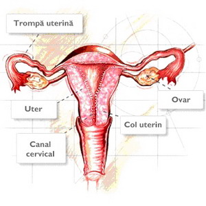 MENOS a declarat razboi cancerului de col uterin