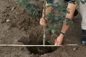 Un oficial american va planta copaci  in Parcul „Cancicov”