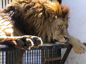 Gradina zoo de la Onesti continua sa inghita bani, desi este inchisa pentru public