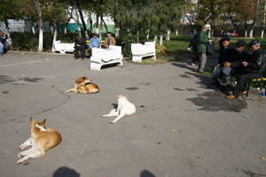 Câine, prietene, ai fost tradat !