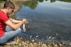 Pesti morti in râul Bistrita