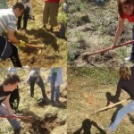 Astazi se incheie luna plantarii arborilor