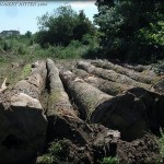 Dosare penale pentru taiere ilegala si furt de arbori