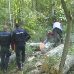 Depistați în timp ce tăiau și sustrăgeau arbori