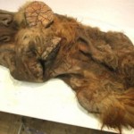 Descoperire fără precedent în Siberia: Un mamut extrem de bine conservat, cu blana clar vizibilă