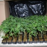 Bacau: Cultură in-door de cannabis descoperită de polițiștii de la BCCO