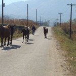 Animale nesupravegheate găsite de polițiști