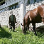 Campania de prevenire „Atentie, hoti de animale”!