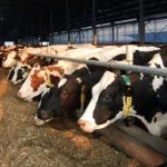 Amenzi usturatoare pentru proprietarii de animale