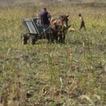 Depistaţi în timp ce sutrăgeau porumb de pe terenul unui cetăţean