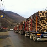 Polițiștii băcăuani au confiscat 95 m.c. cherestea, transportată ilegal