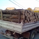 Transporta 24 m.c. material lemnos, fără documente legale